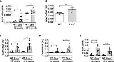 Nlrp2 deletion ameliorates kidney damage in a mouse model of cystinosis